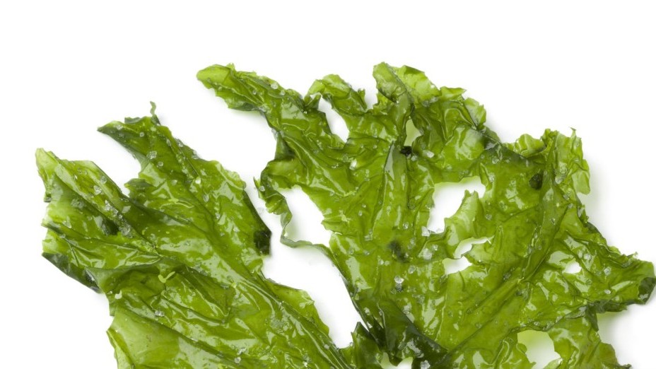 alga ulva.jpg